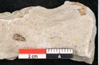 Foto (Detailansicht) von Glyptostrobus europaeus Brongniart (NHMW-GEO-2024-0188-6752)